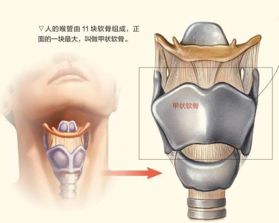 喉结下面环状软骨图片图片