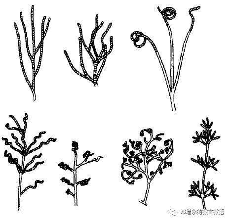 放线菌的各种孢子丝形态放线菌的各种孢子形态(三)  酵母在自然界中