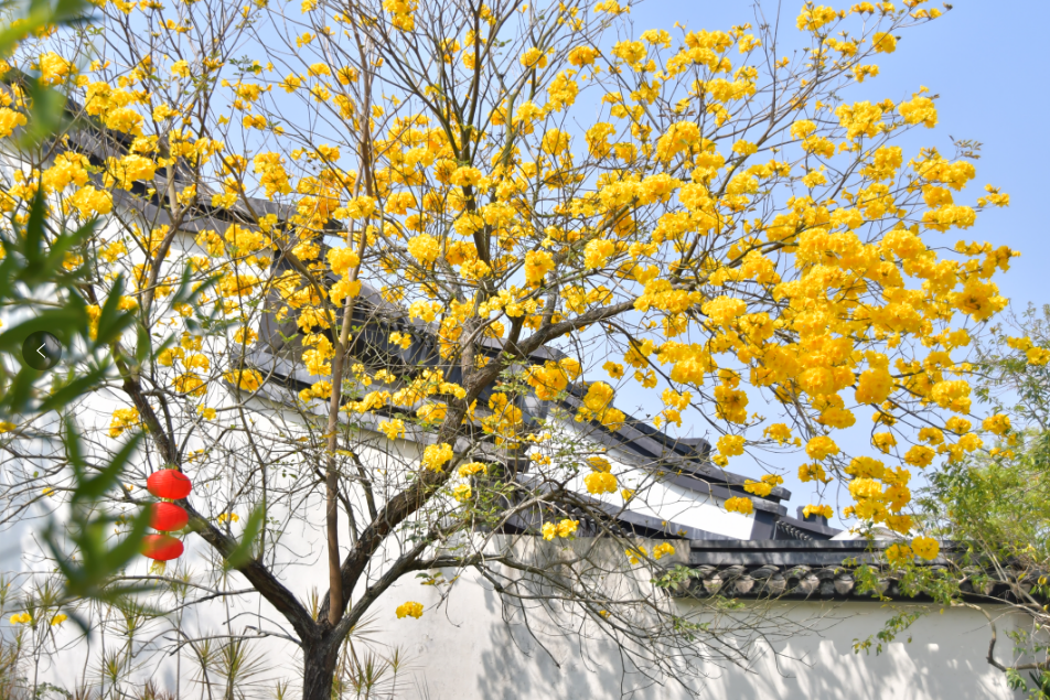 惠州三栋看花的景点图片