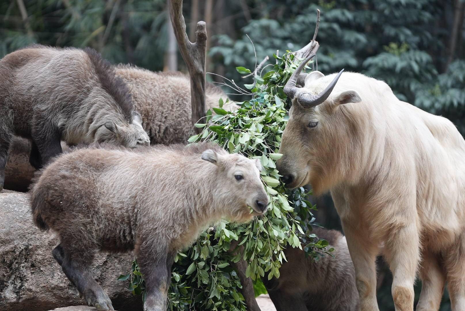 国宝级"六不像"来了!周末去看金毛羚牛双胞胎宝宝_成年_世界_南方