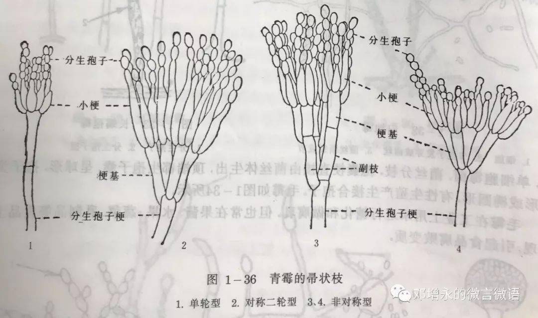 青霉青霉在自然界分布很广,常生长在腐烂的柑桔 皮上,呈青绿色,不少