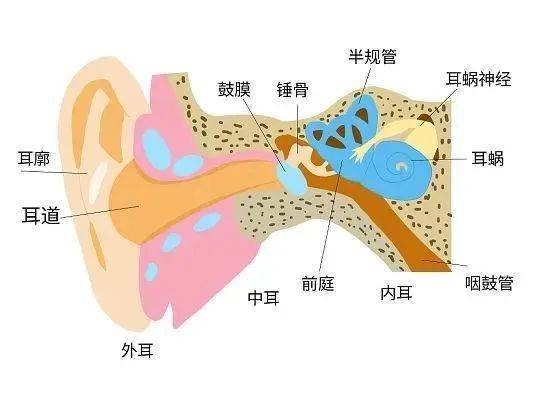 内耳 → 位于颞骨岩部内,包括半规管,前庭和耳蜗