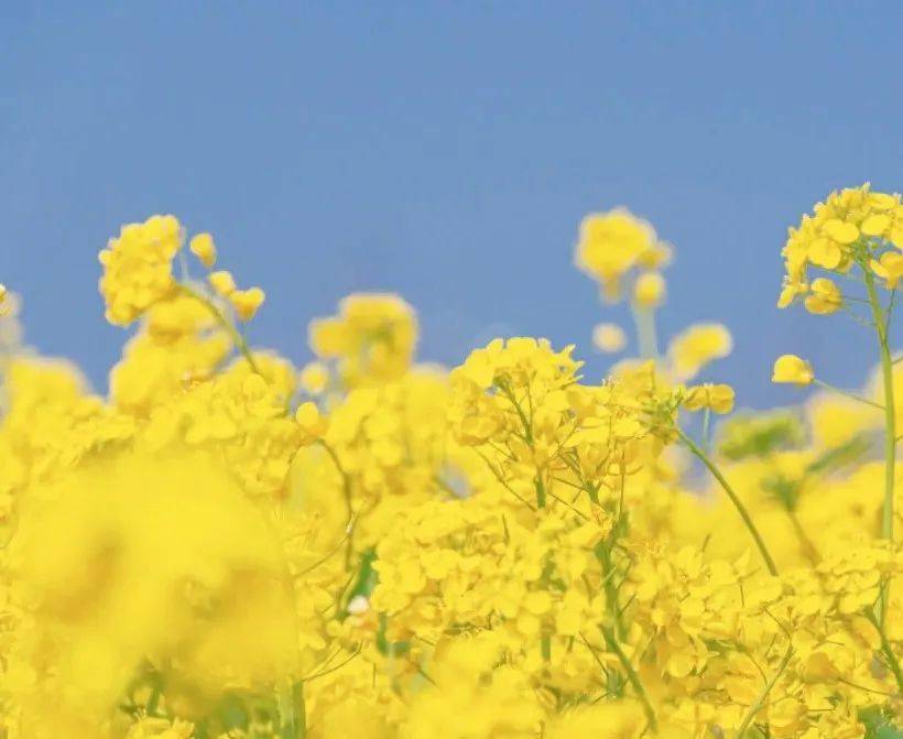 美好三月,花开时节,一起来欣赏宝玉石里的"花花世界"