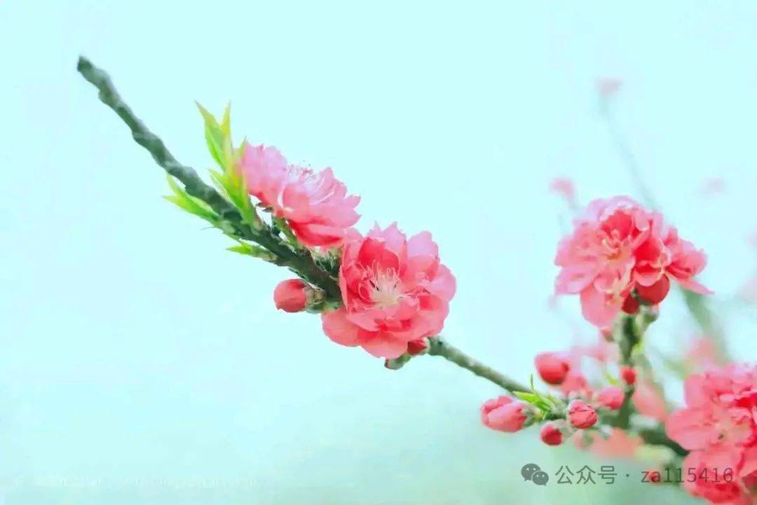 《中国爱情诗刊》(第2802期)"中华微型诗"同题诗会:桃花劫_陕西_辽宁