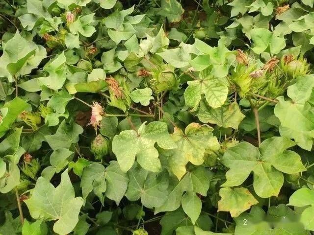 5分钟看完棉花的一生农民需要收藏的版本