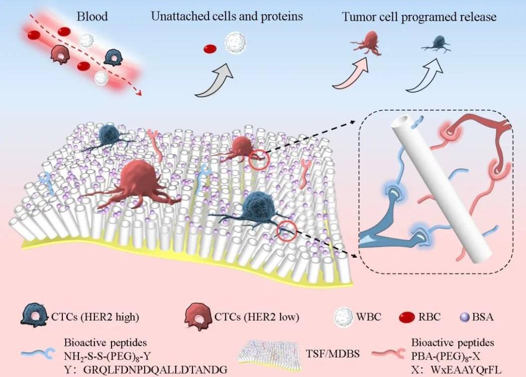 可以分类捕获和选择分离循环肿瘤细胞,实现对癌症的分子分
