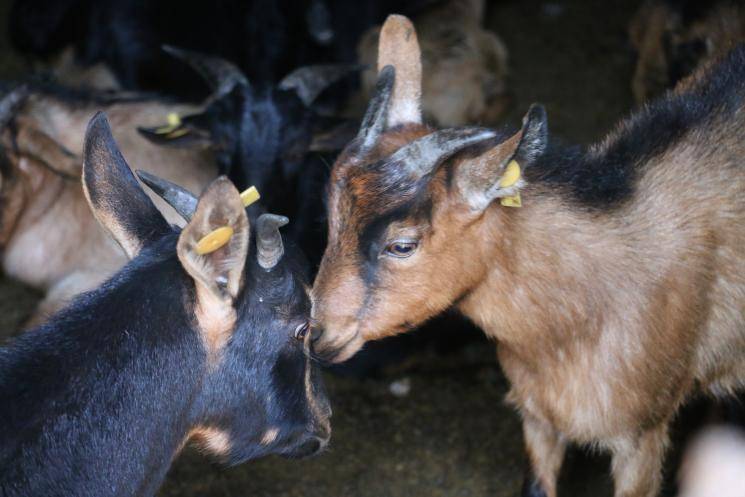 丘北舍得红骨羊妥妥的人间美味