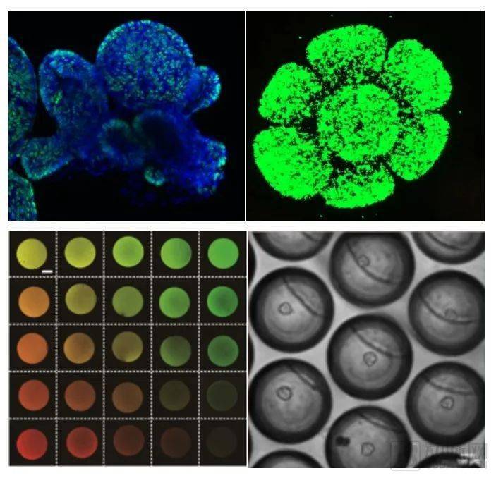研发类器官智能设备与芯片,黑玉科学完成pre-a轮融资