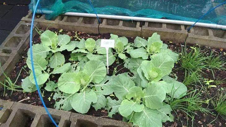 常青树的叶子或者针叶;8.比你的大