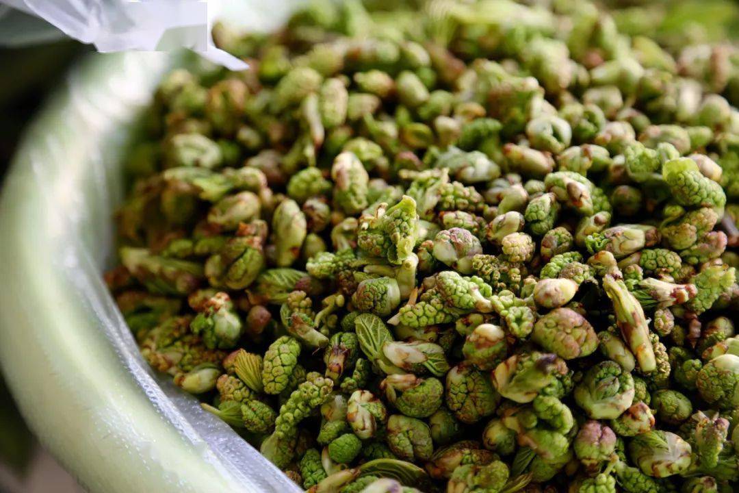 咬住春天,在大理67" 放肆撒野 "_马桑_树皮_木瓜