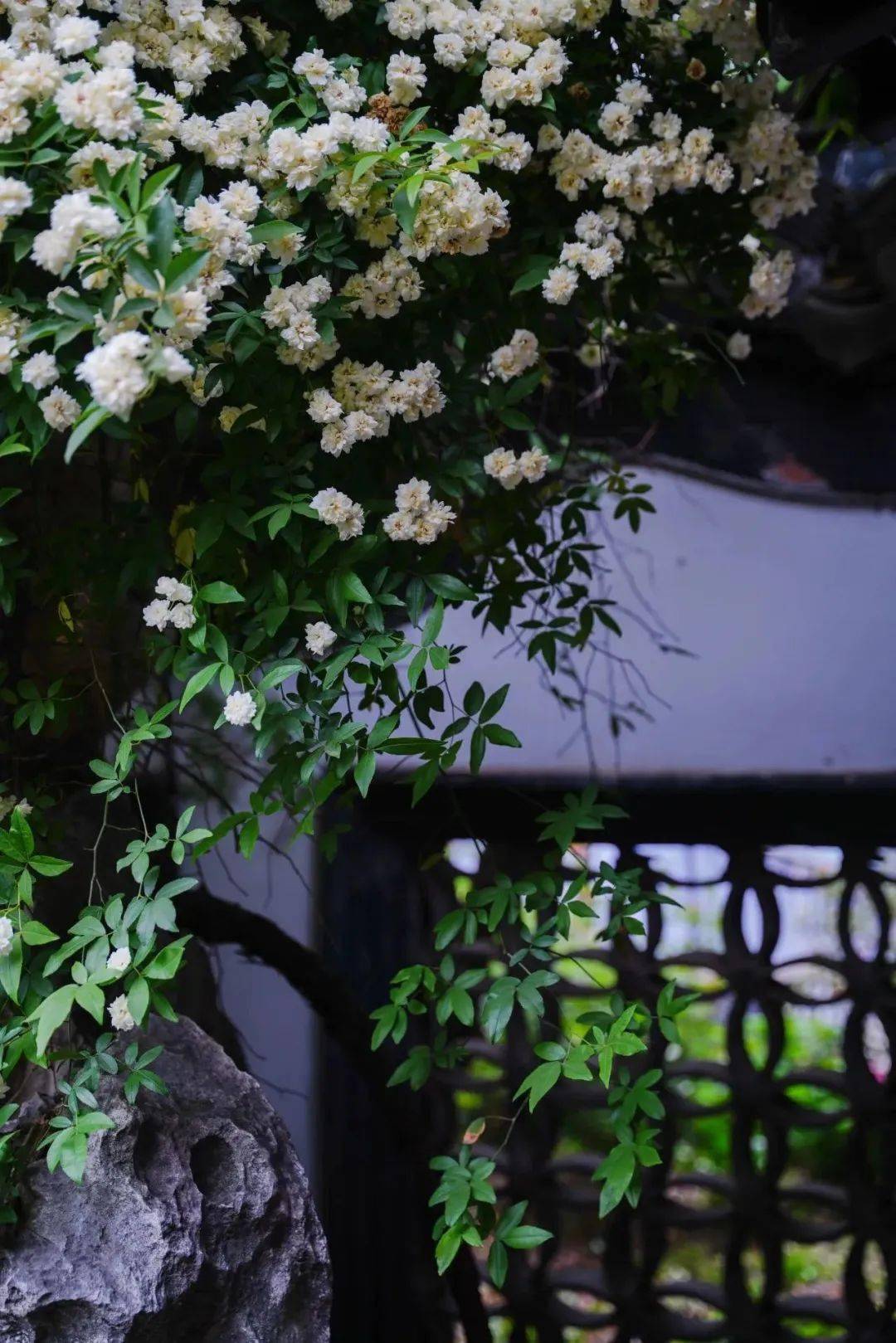 何园花期预告|春风有信,花开有期,共赴一场春日之