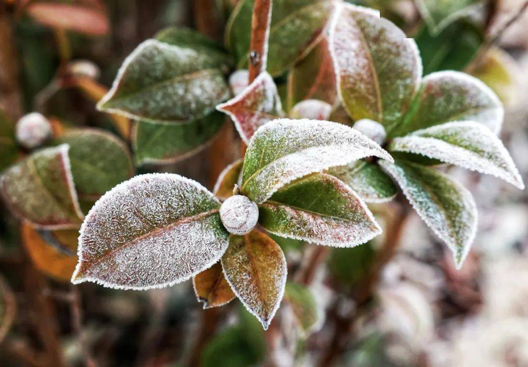 桐乡发布黄色预警,影响全域!_车辆_霜冻_道路
