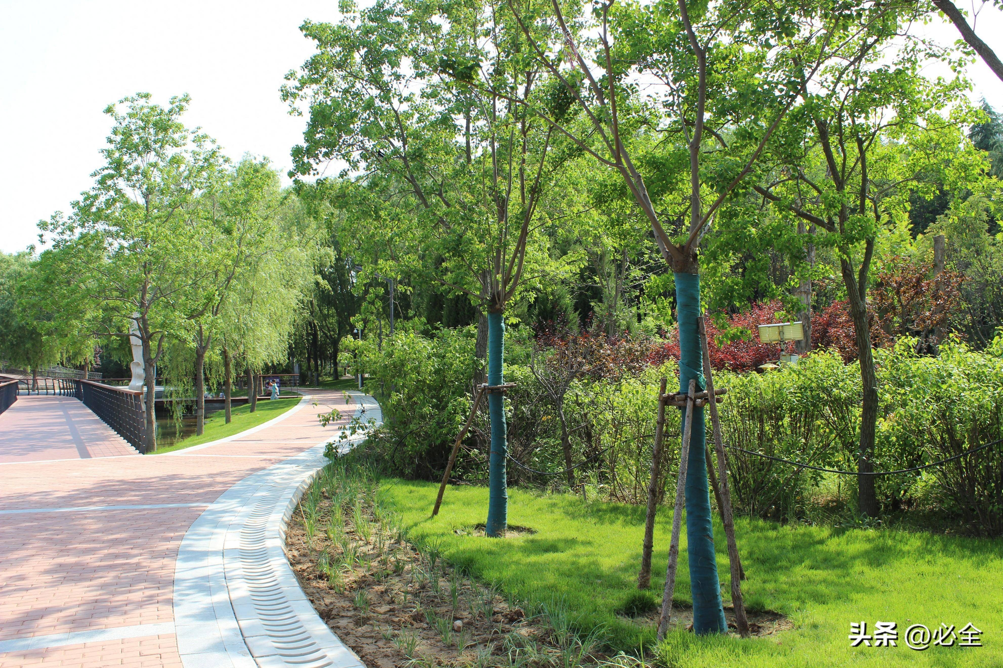 3月:苗木养护需要注意这几个重点_修剪_植物_进行