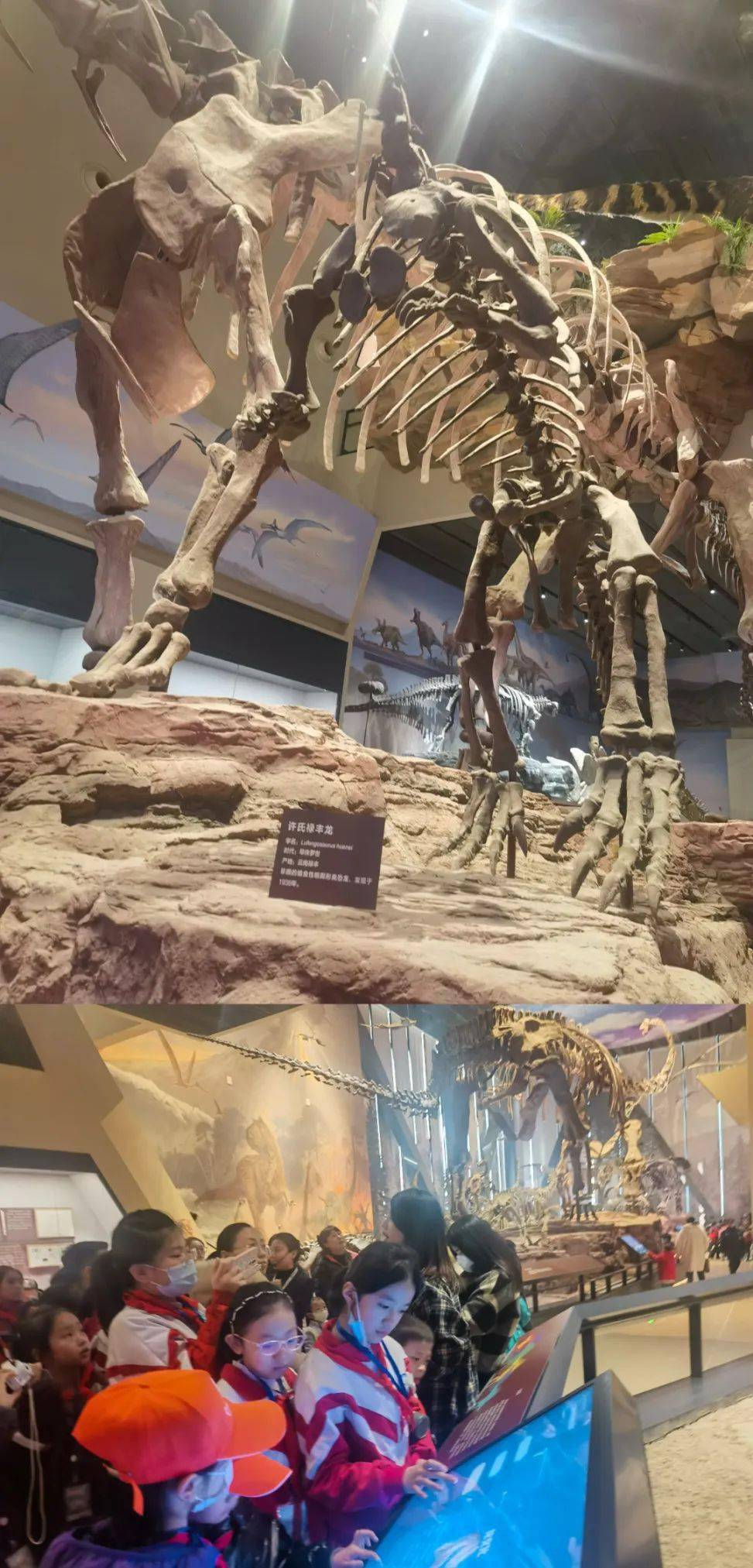 了解啮齿类动物参观猛犸象了解禽类以及极地动物的种类此次研学活动