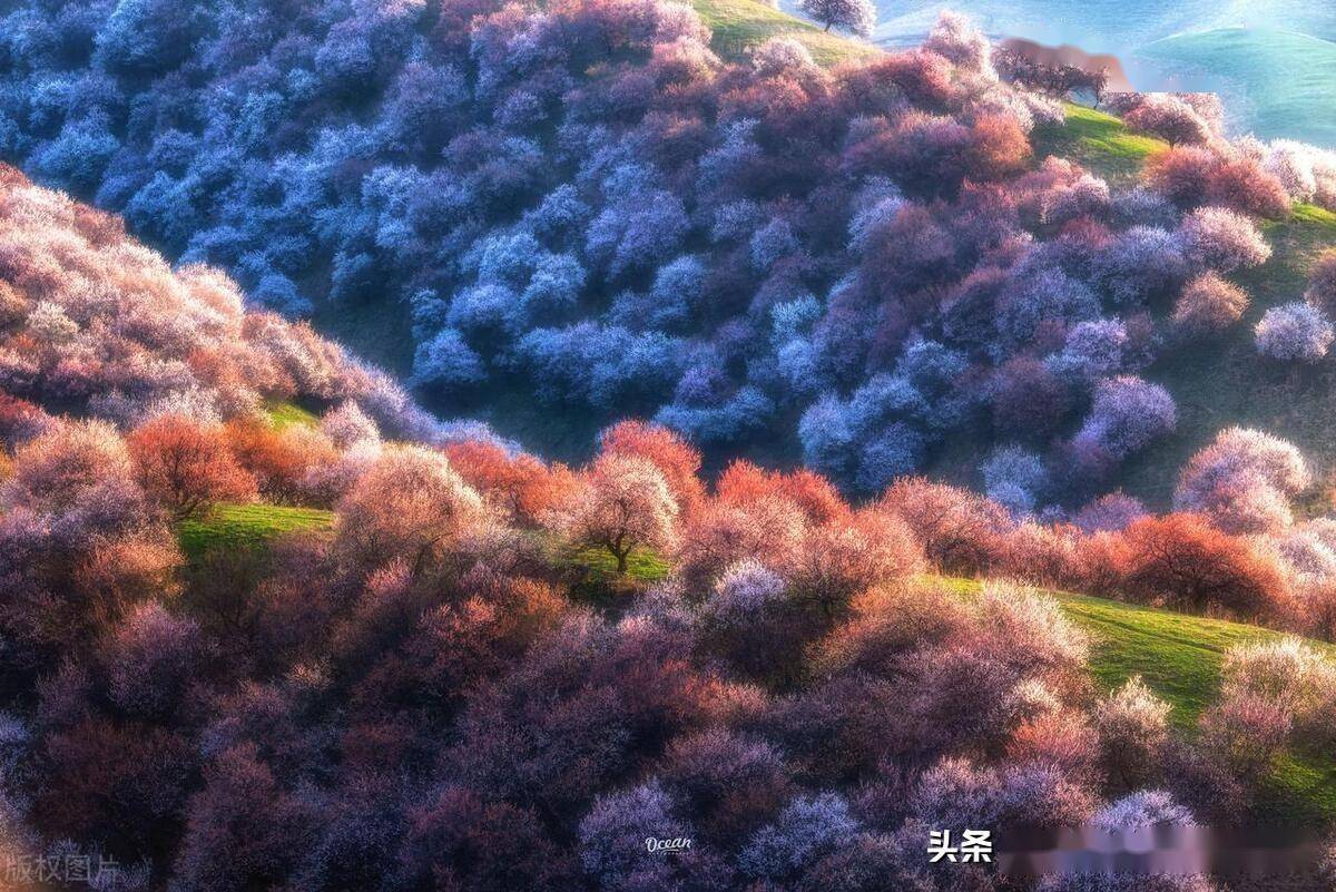 新疆伊犁,万亩杏花即将开放,美若仙境!_摄影_杏林_吐尔根
