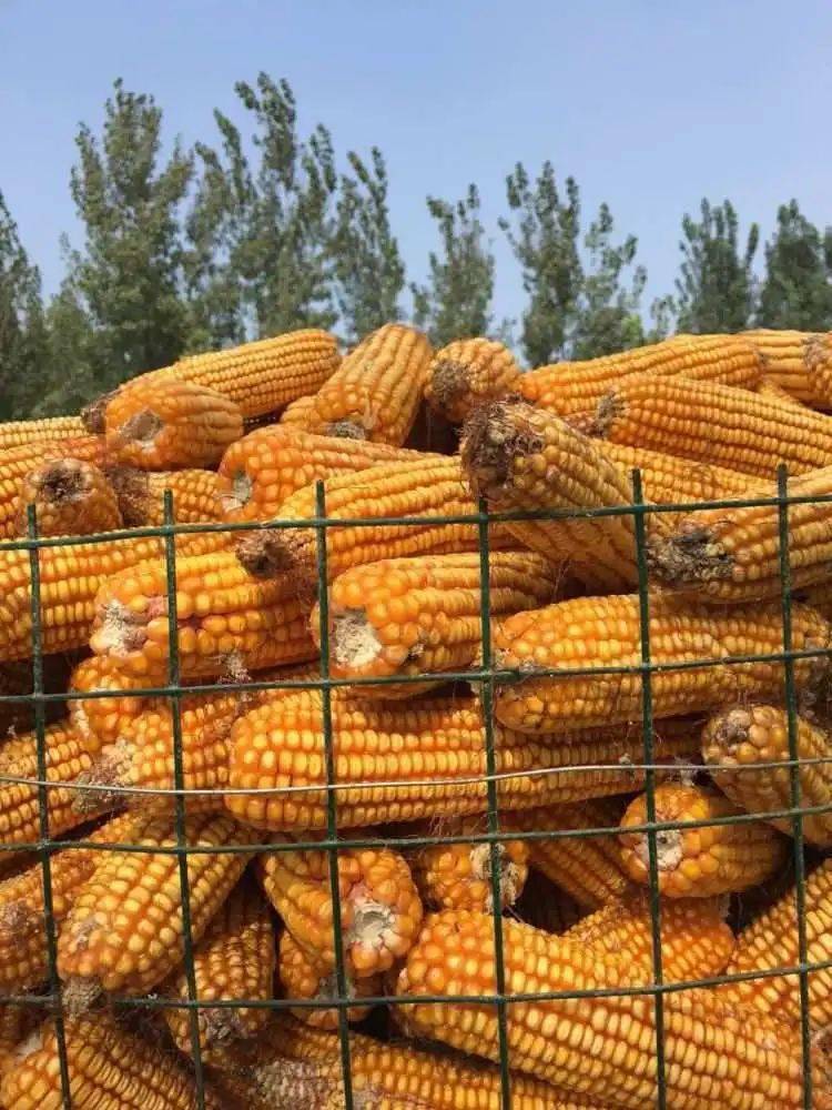 醉美农家乐,相约大碗酒——"大碗酒,大块肉"金秋乡