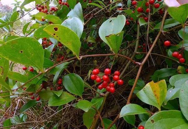 吃过15种以上的是山精!_味道_果实_野果