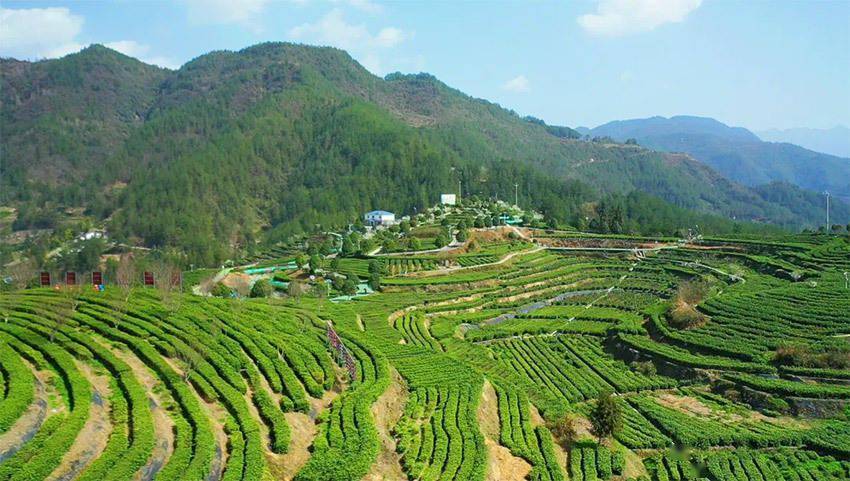 达州万源:早春第一"鲜" 25万亩春茶陆续开采_茶叶_茶树_发展