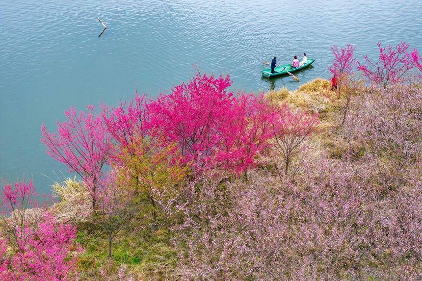 武宁樱花谷图片