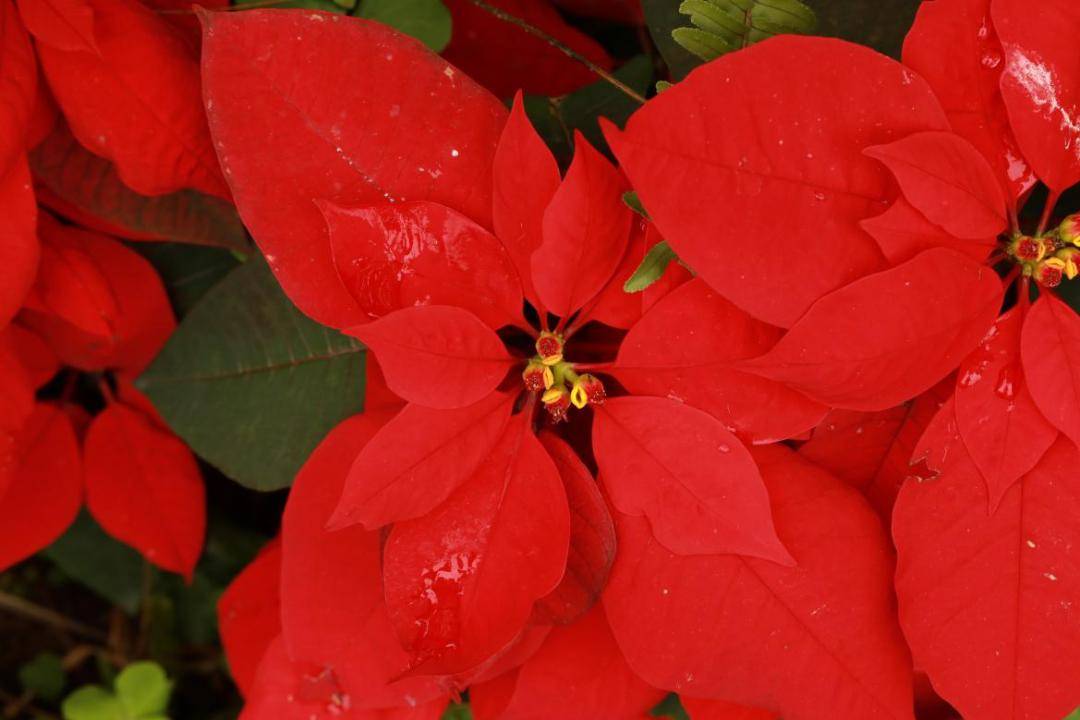 送你n朵小红花~_公园_朱槿_木棉