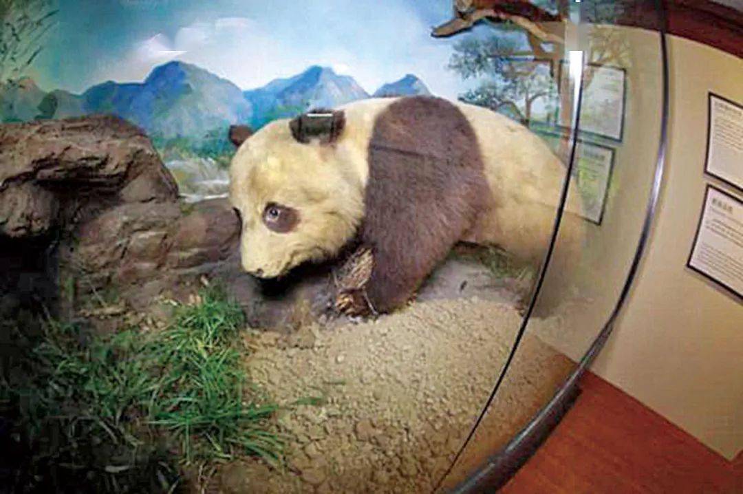 【美丽四川】雅安:大熊猫标本的起源地