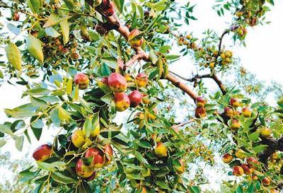 想想看,穿梭枣园中,随处都是唐,宋,元,明,清以来遗留下的枣树,花开