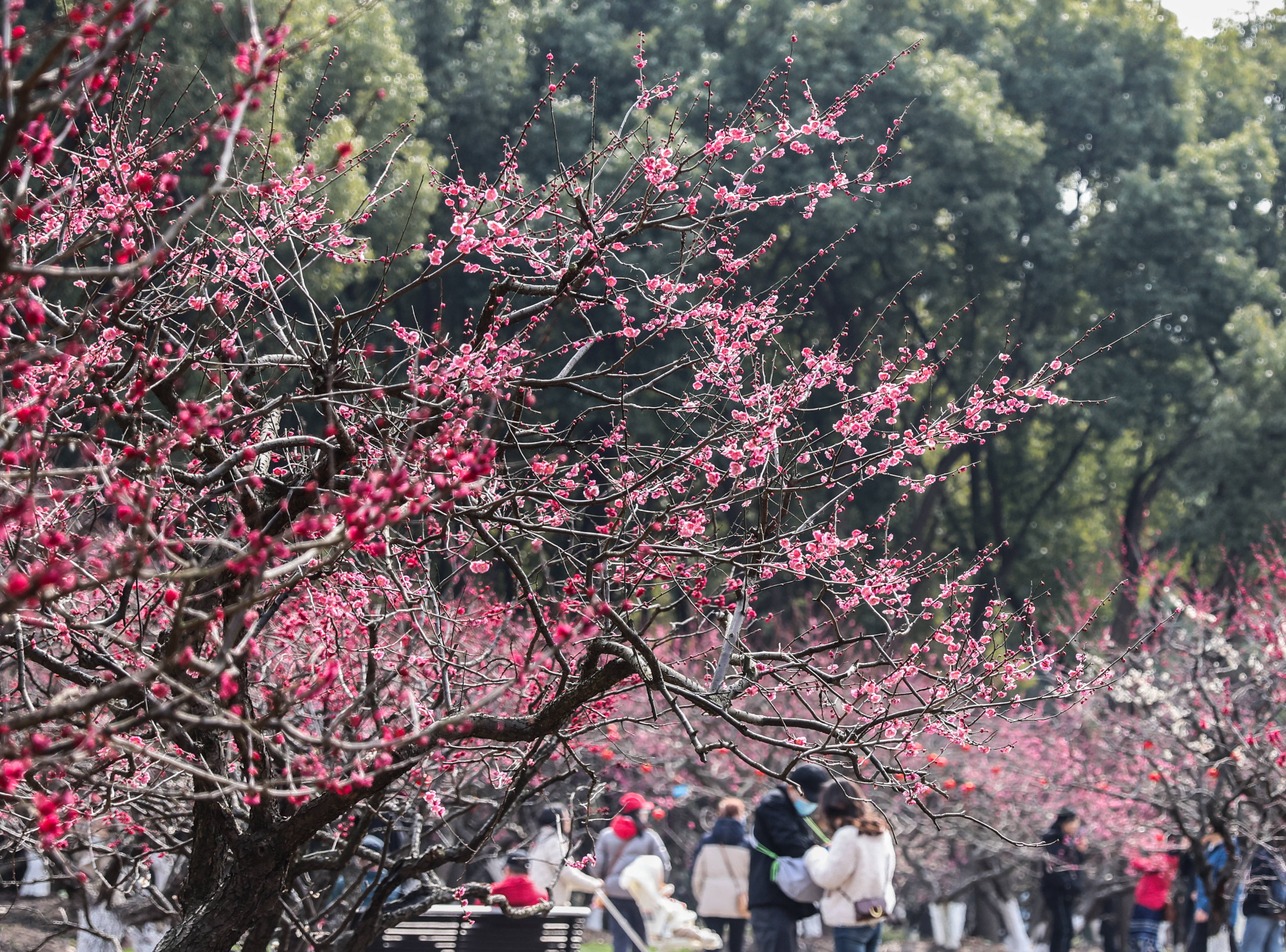 千株梅花繪春日畫卷,世紀公園迎來賞梅最佳時節_踏青_傳統_民俗