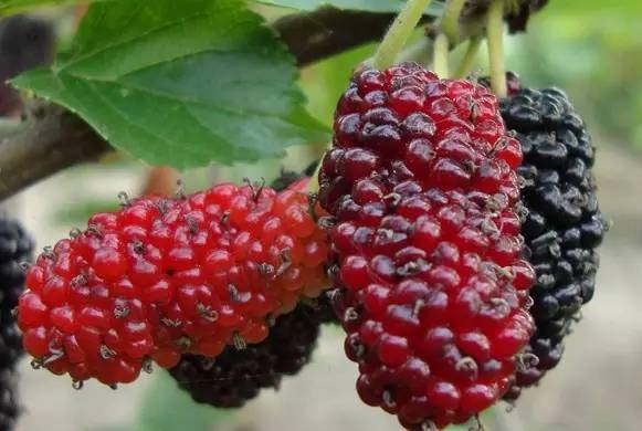 吃过15种以上的是山精!_味道_果实_野果