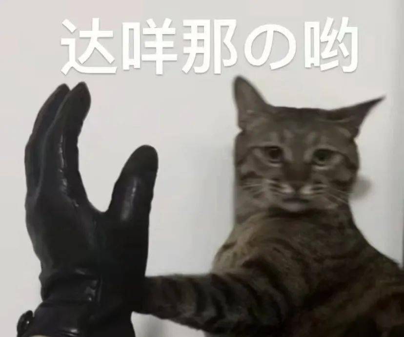 达咩猫表情包图片