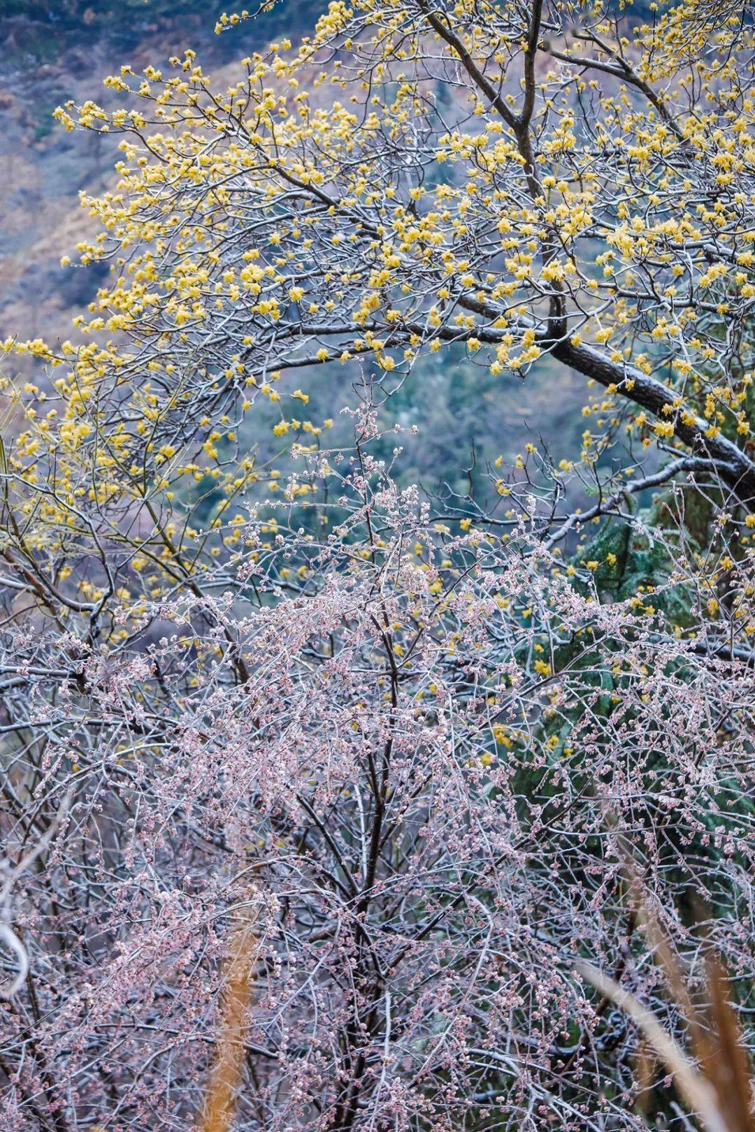 樱花公园金华图片