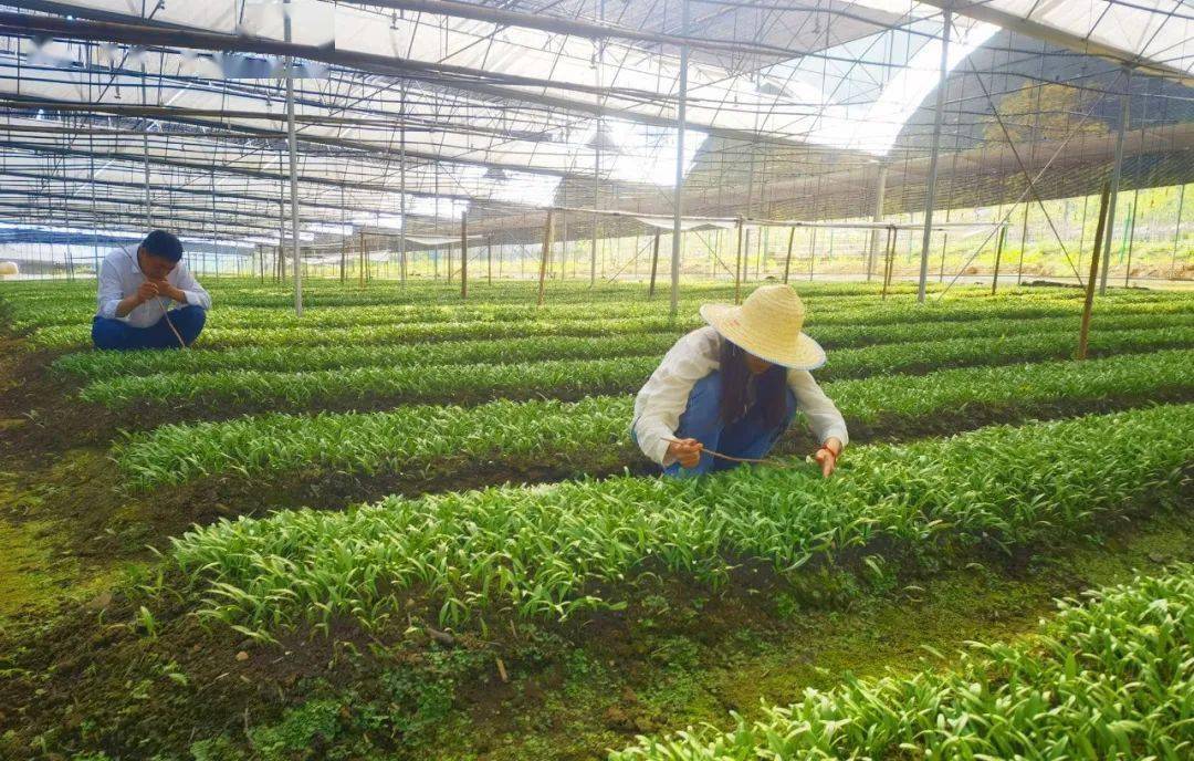 广西中药材种植图片