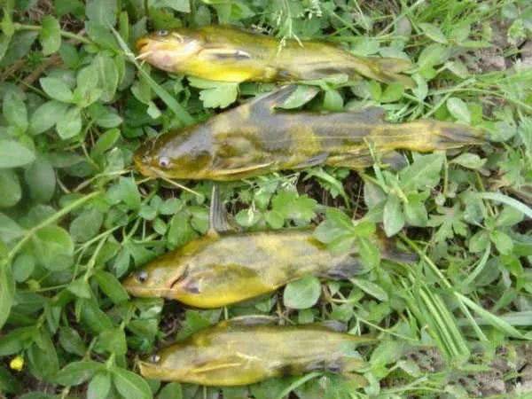 黄颡鱼是一种生活在淡水中的小型广食性鱼类,俗称:嘎牙,黄辣丁.