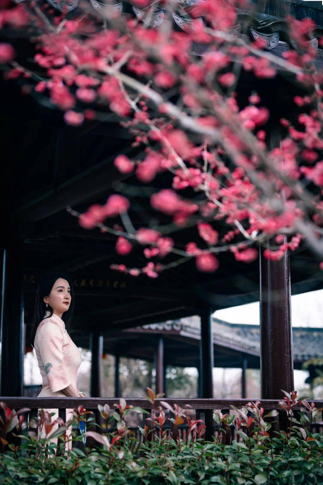 来"浙"里遍赏人间"梅"景