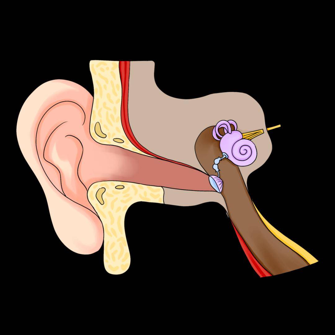 爱耳日 | 一文读懂中耳炎_化脓性_治疗_症状
