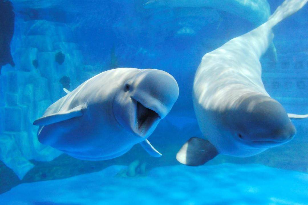 电子图书推荐|《白鲸》_时候_迪克_莫比