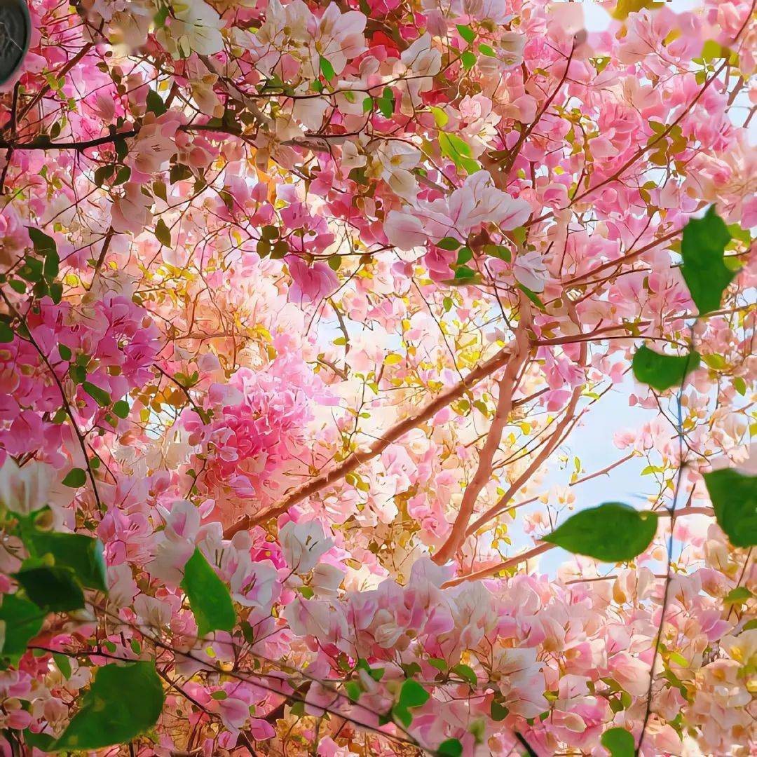 微信背景图花朵高清图片