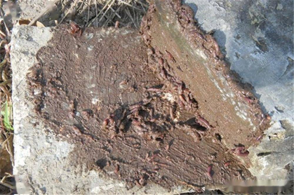 传统野钓"土"方法:手法确实很土,钓鱼效果一流_鲤鱼_草鱼_加点