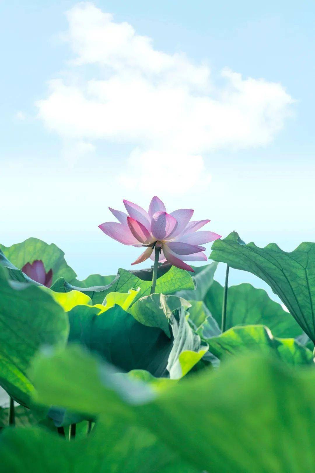 目的地_景区_民族村