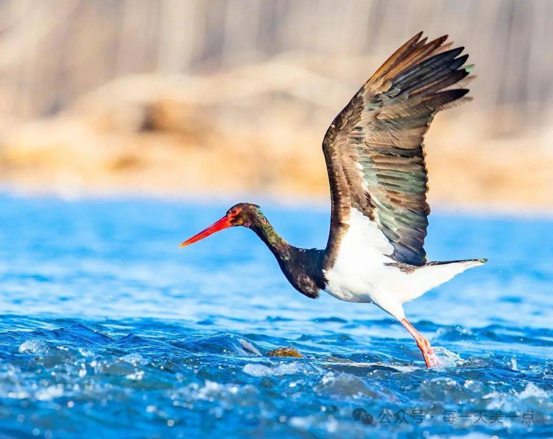 黑鹳的婚纱_繁殖_羽毛_动物