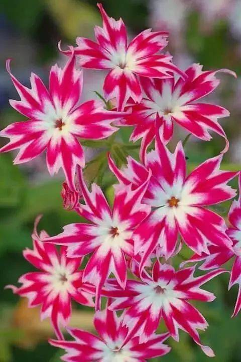 阳春三月鸟语花香