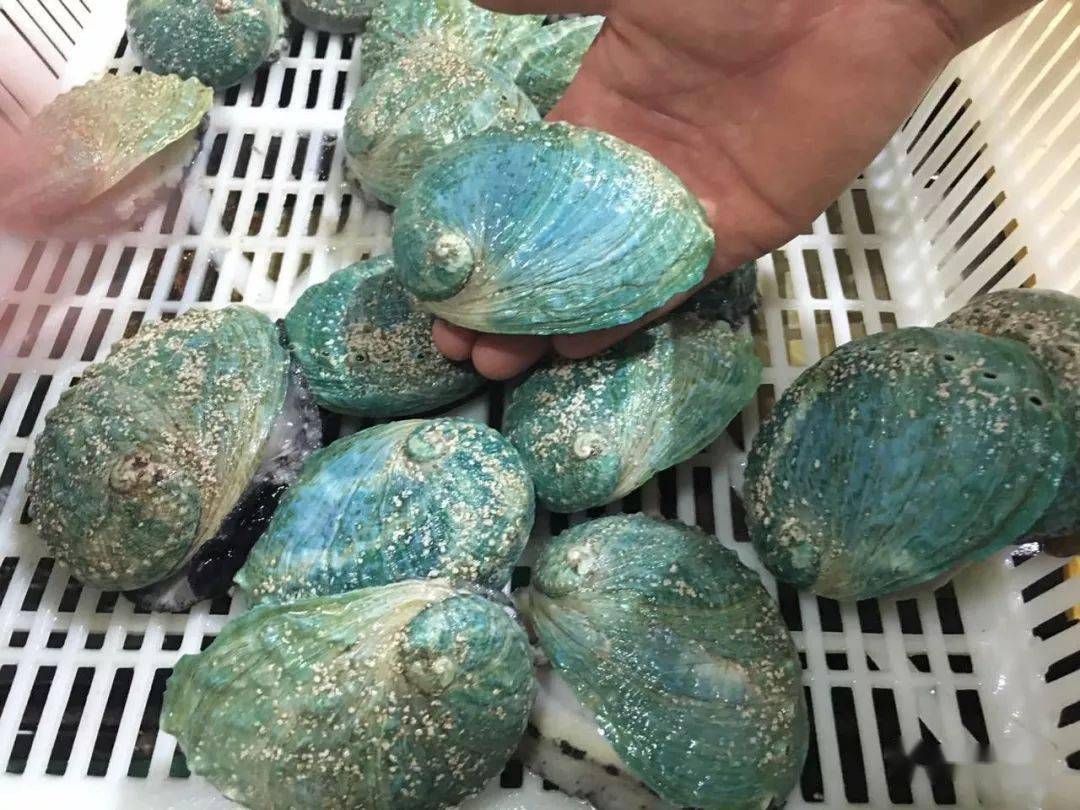 这才是吃鲍鱼的最高境界_杂色_品种_鲍属