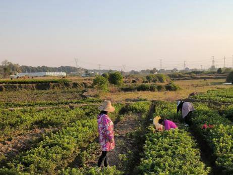 江西南昌经开区:春日好景春耕忙_种植_的发展_苗木