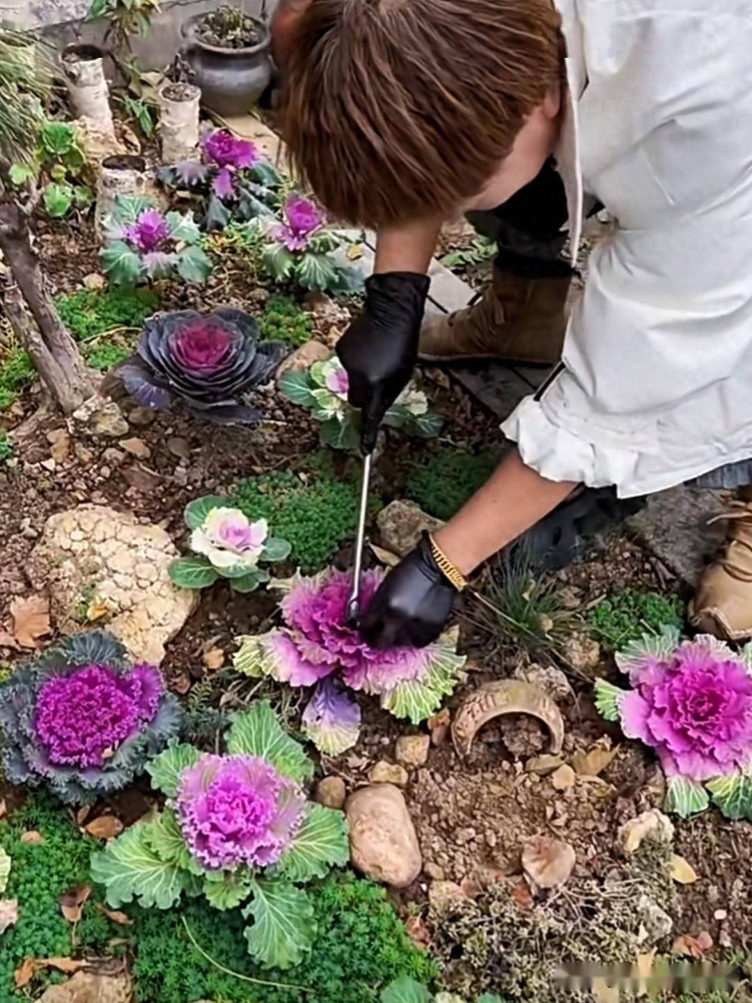 山东一阿姨一棵"菜"养9年,直接长成了盆景老桩,太牛了_包菜_绿化带