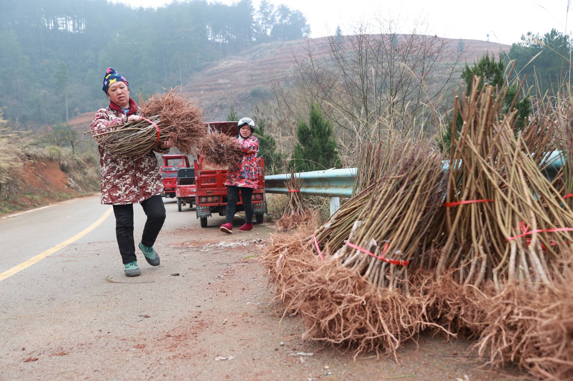 "客楼镇白家坝村水蜜桃种植户徐光华笑着说,现在工人正在栽苗,今年有