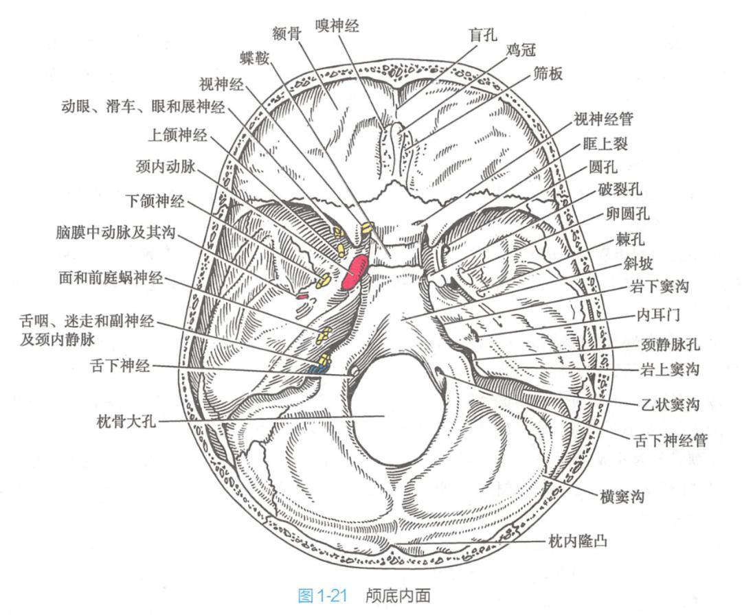 肝正中裂解剖图图片