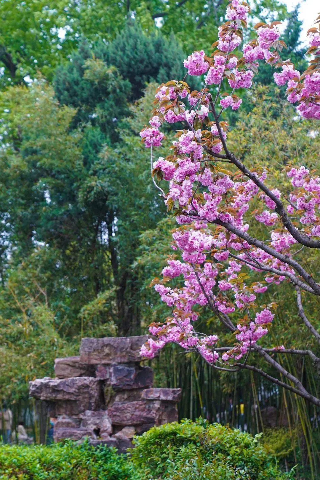 2024上半年花期预告邂逅个园把最美的春景送给你