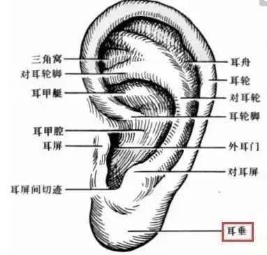 耳后窝的位置示意图图片