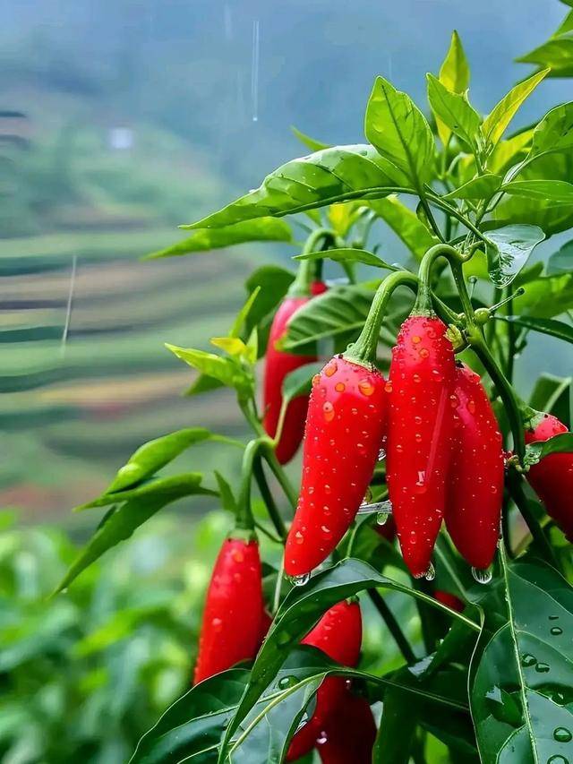 田园生活红辣椒