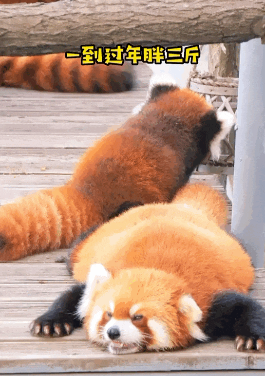 动物园小动物集体胖成罐罐网友爆笑听说是爷爷奶奶养大的呢