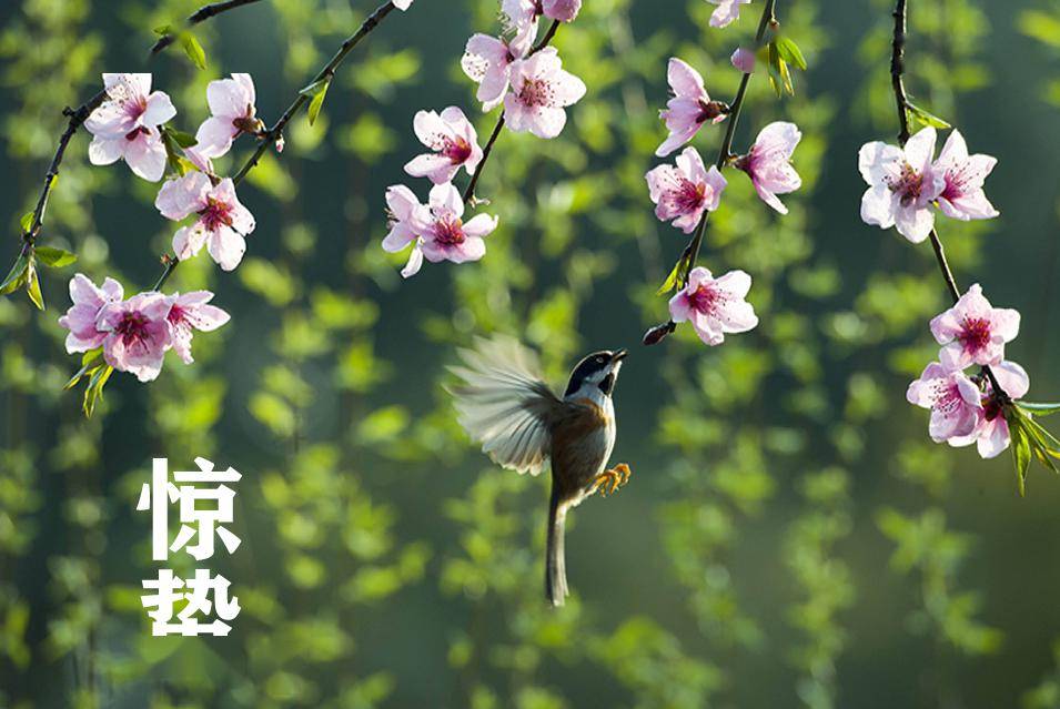 二十四节气扶阳养生之惊蛰|春雷响 万物长 调理肝经为主_阳气_人体